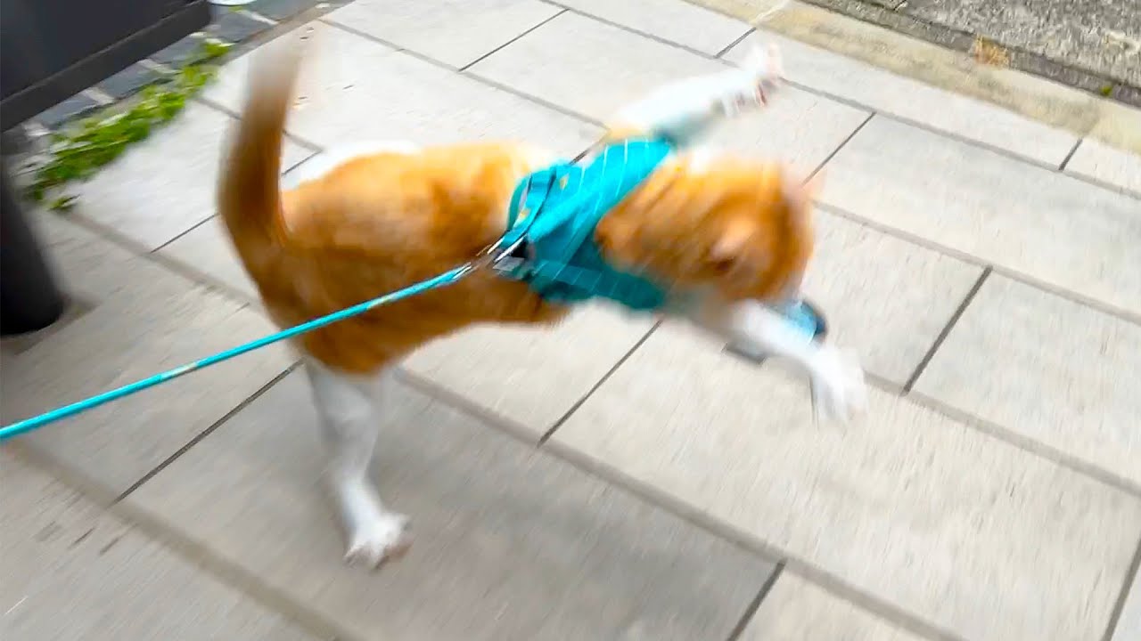 散歩中にまさかのハプニング発生で大暴れしてしまう猫… 急遽お散歩中止の事態に。。。
