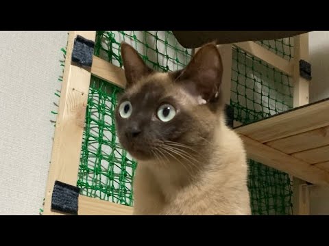 トンキニーズ 【2023/05/11】
