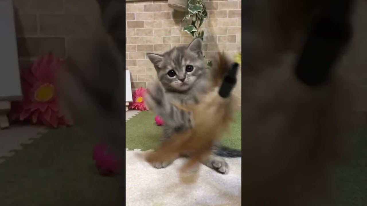 スコティッシュフォールド 触るとゴロゴロ♪ちっちゃな甘えん坊♪おでこの模様がチャームポイント？！