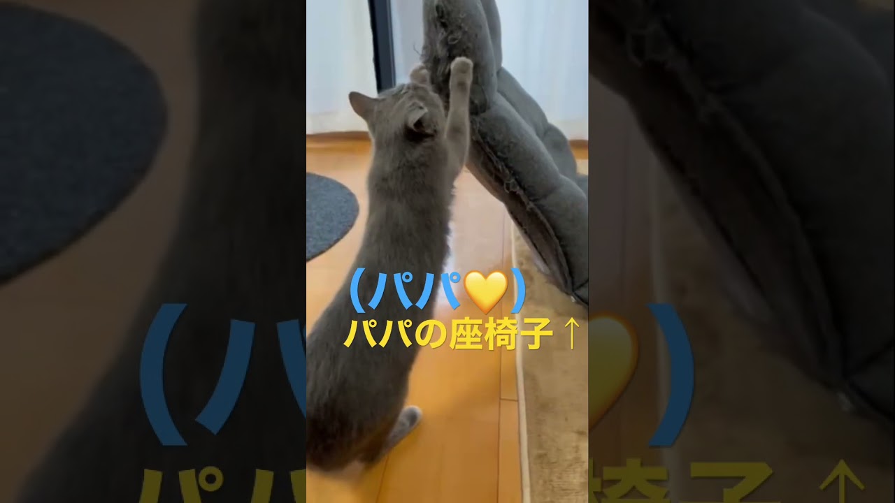 パパが好き過ぎて爪研ぎしちゃう猫（ロシアンブルー）#shorts