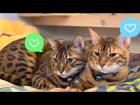 雄猫達が美人ペットシッターのお尻ばっかり追いかけています