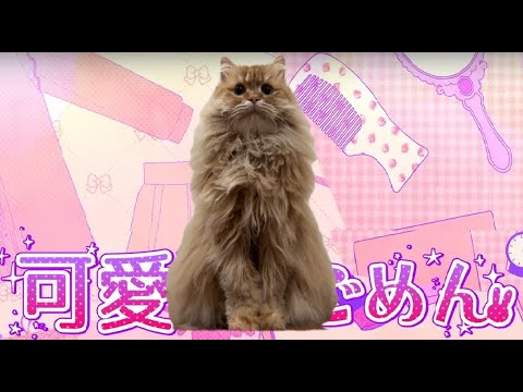 可愛くてごめん feat. きなこ／サイベリアン