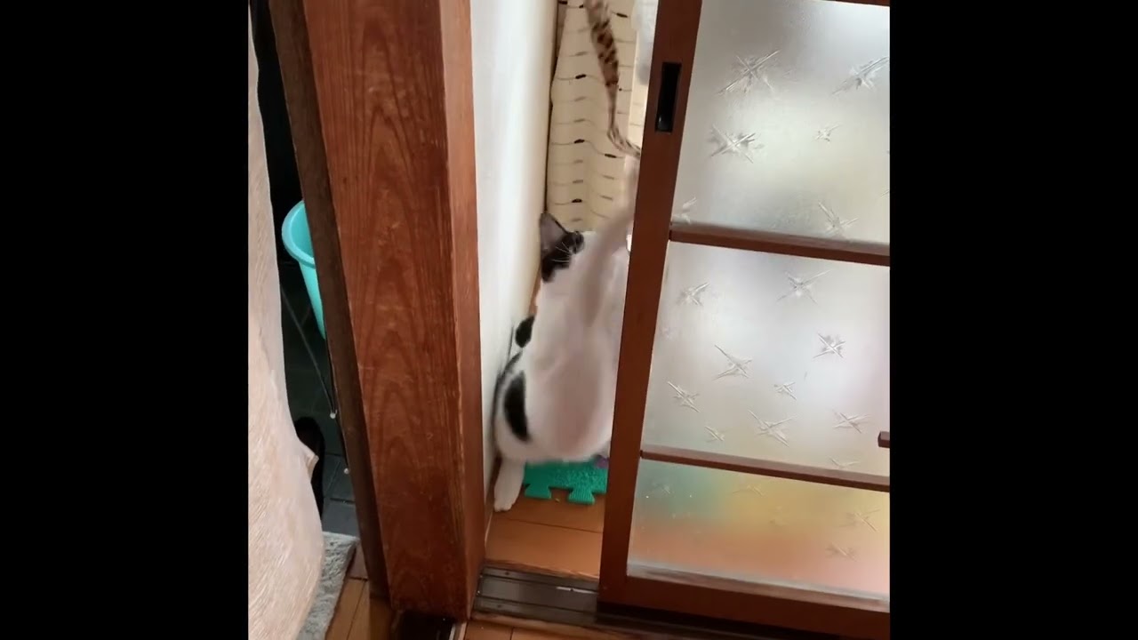 「やればできるにゃ」