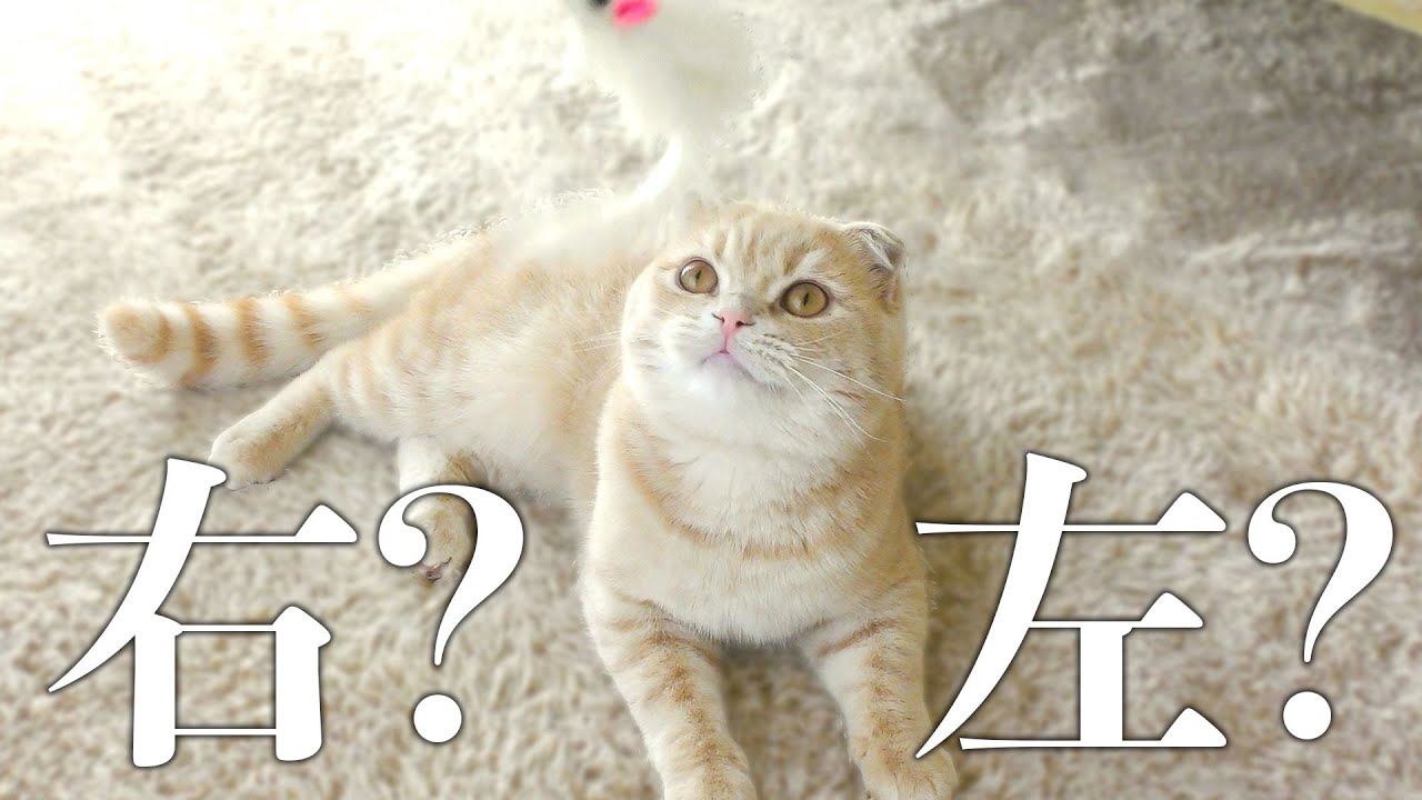 子猫の利き手を調査してみました！【スコティッシュフォールド】