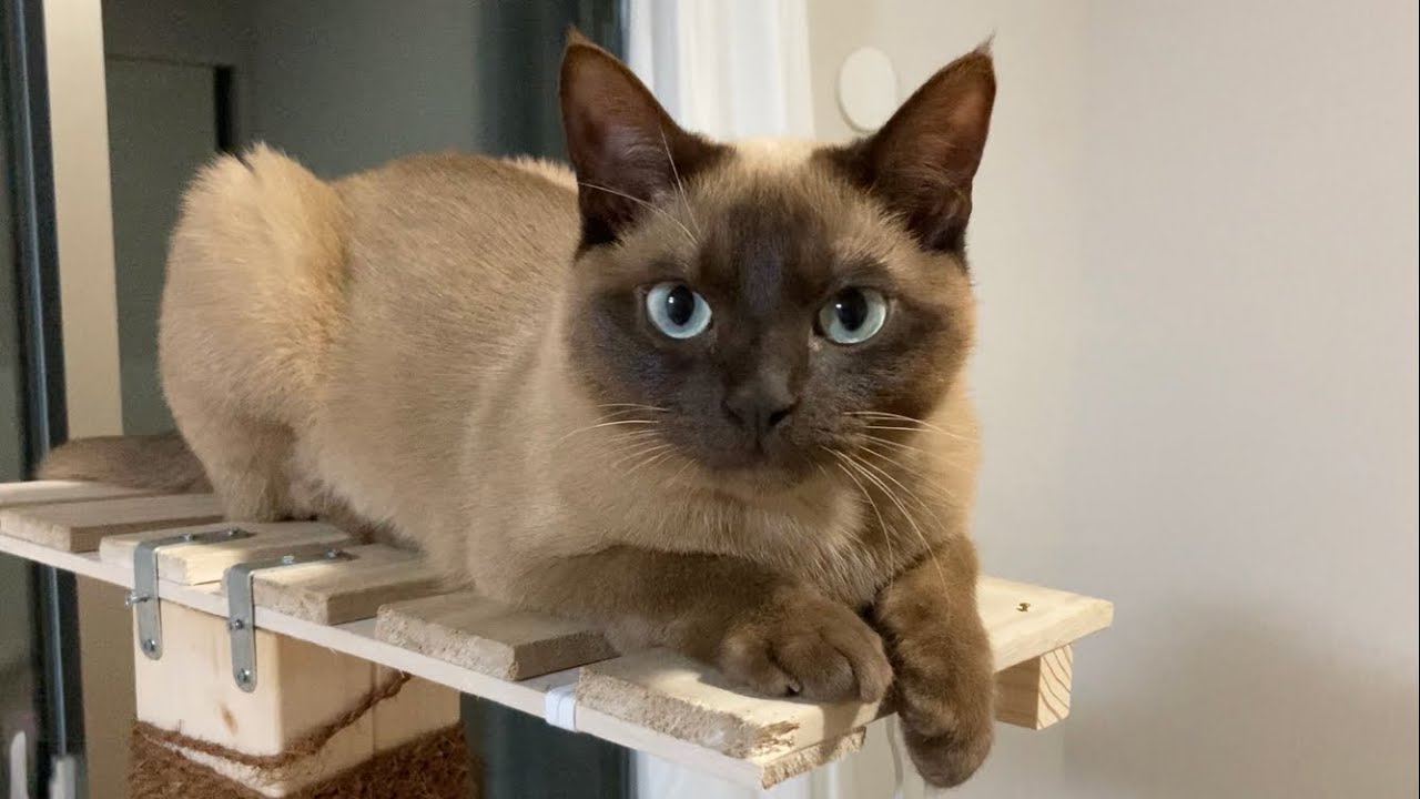 トンキニーズ 【2023/03/24】