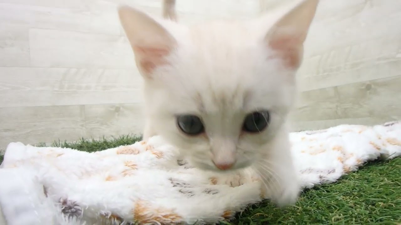 Coo&RIKU　No00632721 アメリカンショートヘアー