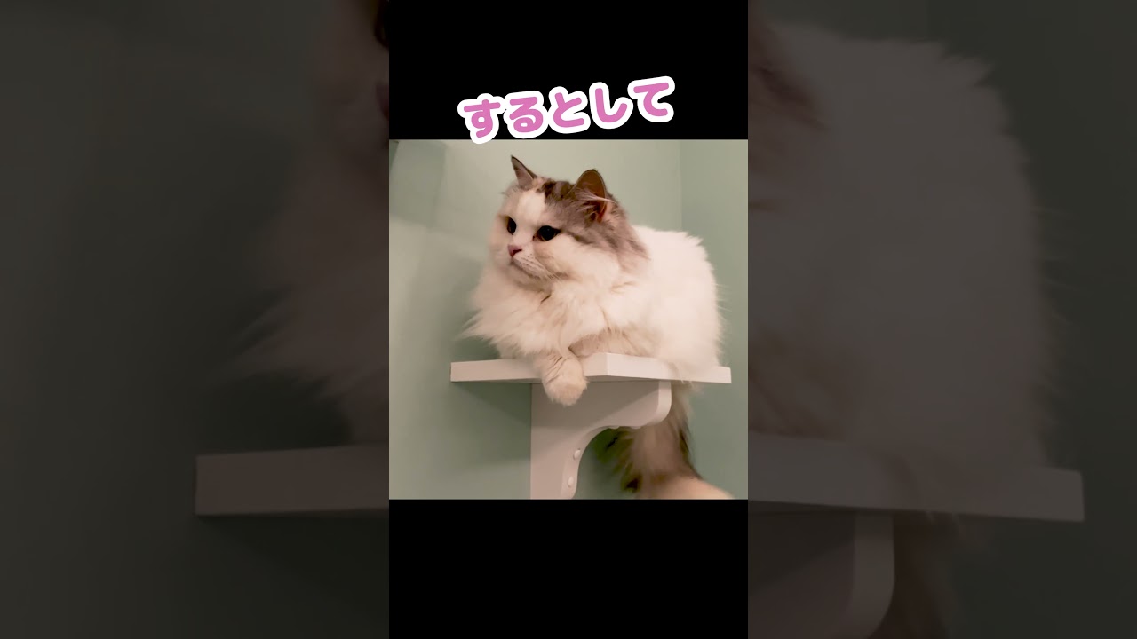 猫もYouTubeでコラボする時代です #Shorts