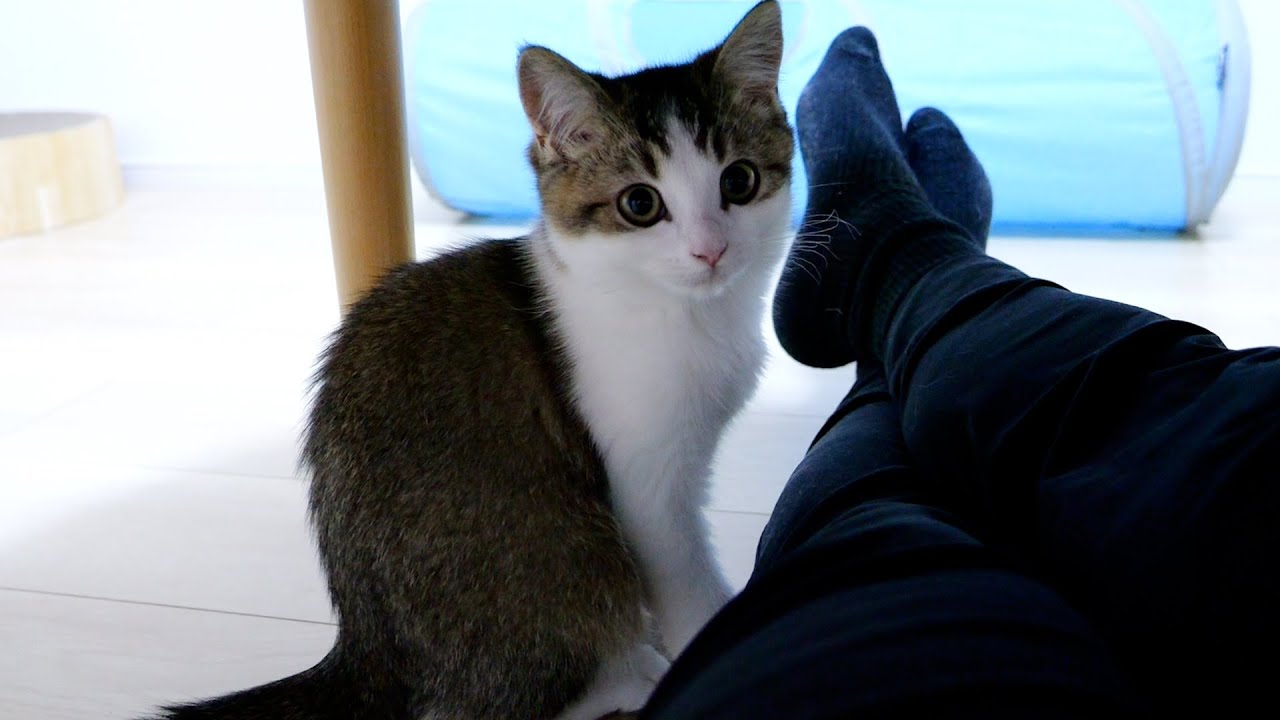 Last night with Fifi the kitten