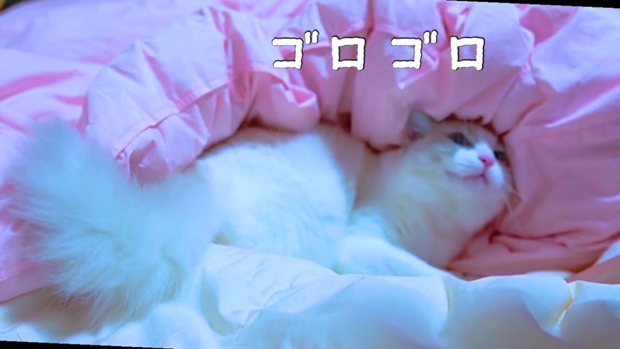 お布団と猫💛ラグドール猫！｜抱っこが好きな猫 ｜ヒマラヤン猫｜甘える猫