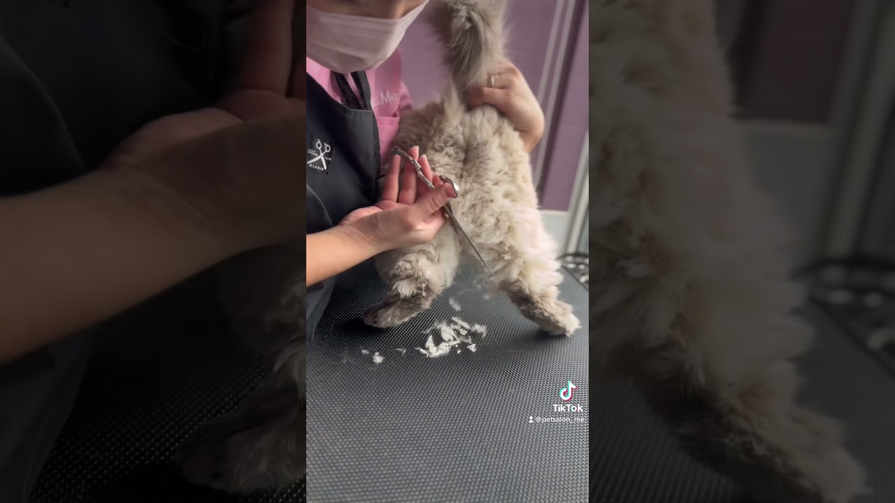 ヒマラヤンのカルピンくんが来てくれました　京都市南区　ペットサロンみぃ〜