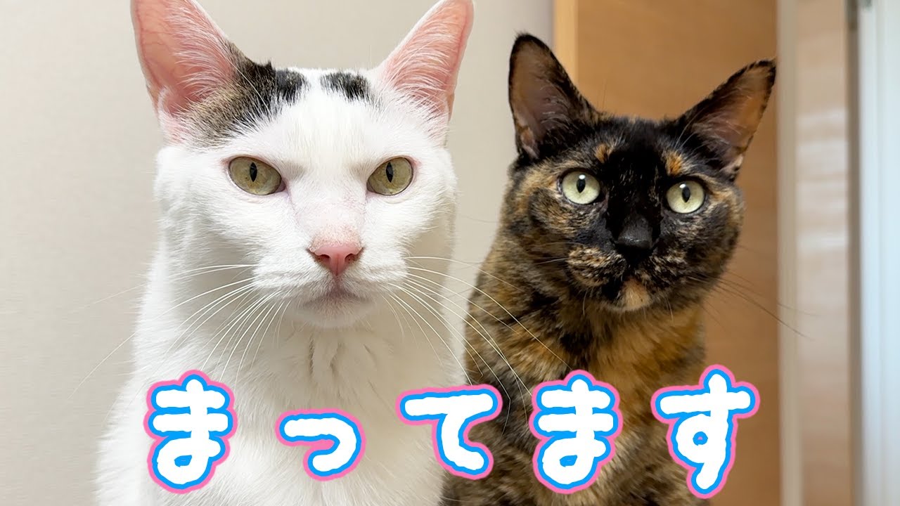並んでごはん圧が強すぎる猫チロモモ