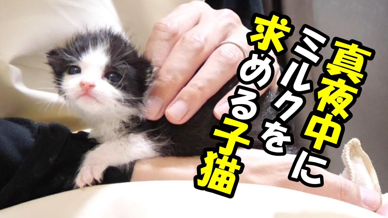 真夜中に空腹で目覚めた子猫にミルクを【赤ちゃん猫　保護猫】