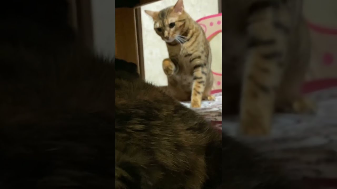 【Fighting cat】　スコVsベンガル猫　#shorts  　#YouTubeショート