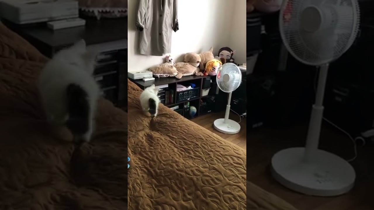 扇風機 が 気になる こねこ【 ラガマフィン 子猫 】 #shorts #cat #猫