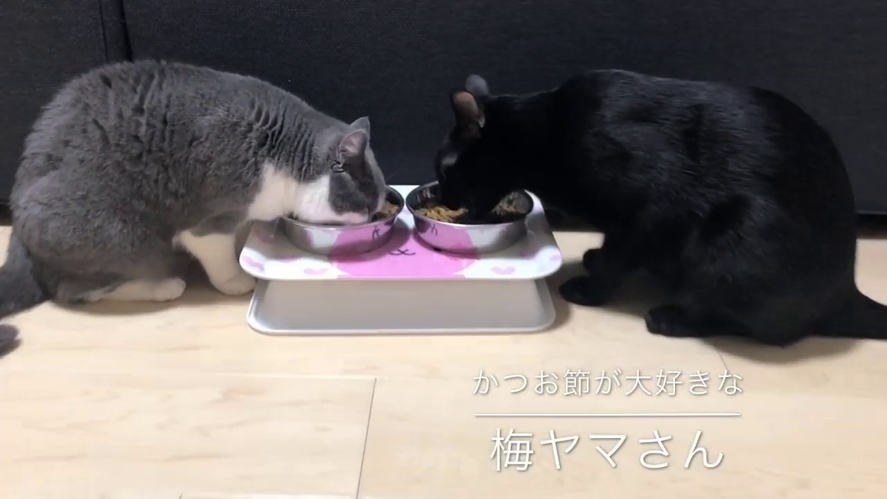 2019/05/04　セルカークレックスの梅子vol342