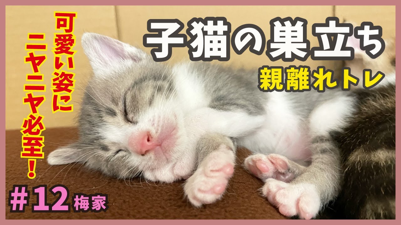 12 野良猫が生んだ子猫たちの親離れ…キュンキュン可愛いが満載！へそ天みず君や癒しのぽぽ君にもご注目。【梅家・子猫の出産から成長まで】kitten