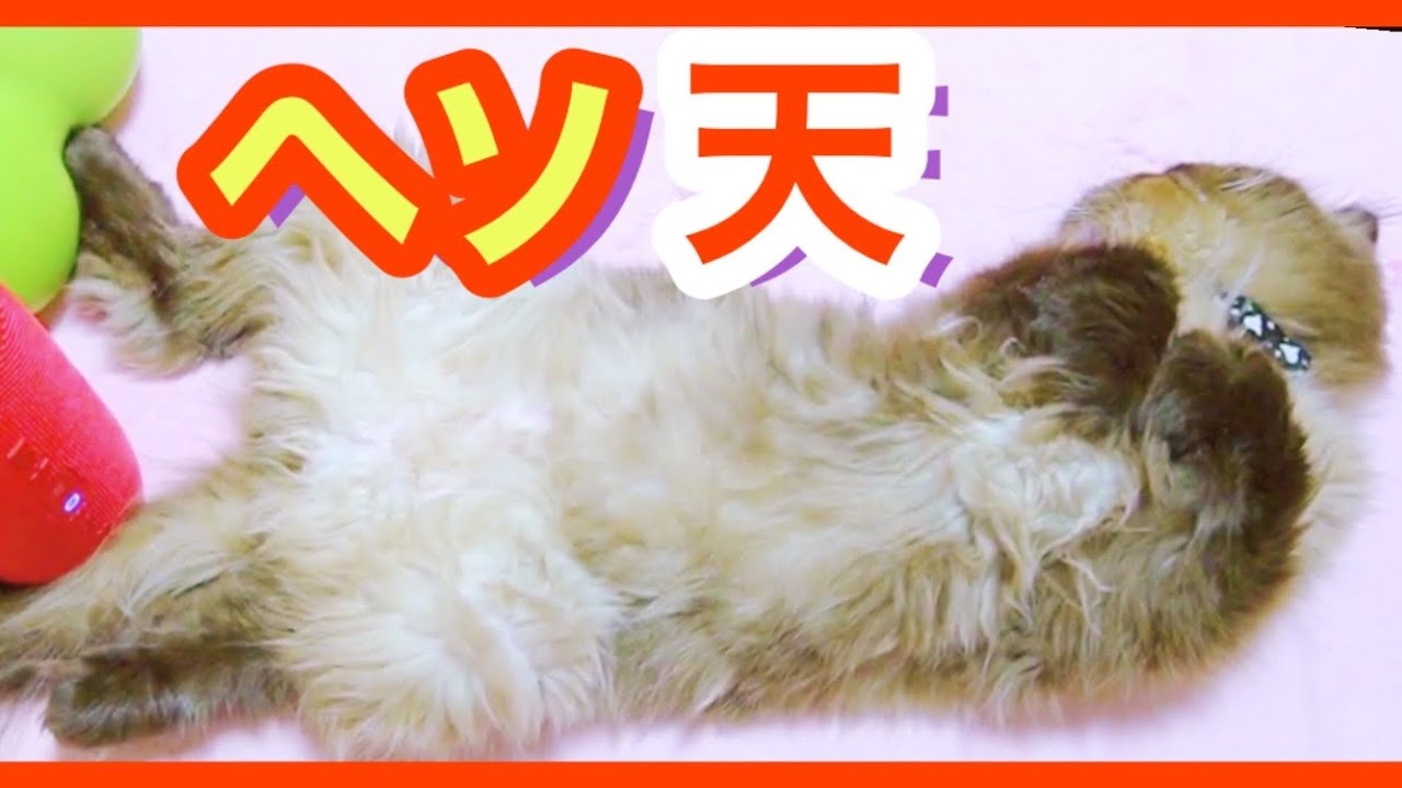 へそ天ヒマラヤンが転がってた！可愛い猫💛ラグドール猫！｜抱っこが好きな猫 ｜ヒマラヤン猫｜甘える猫