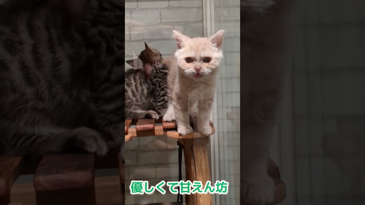 ［オキシトシン分泌！］「厳選」(超)癒し子猫③〈ぬいぐるみ猫のセルカークレックス〉withジェネッタ【しずくん動画ショート】#癒し猫#セルカークレックス #shorts