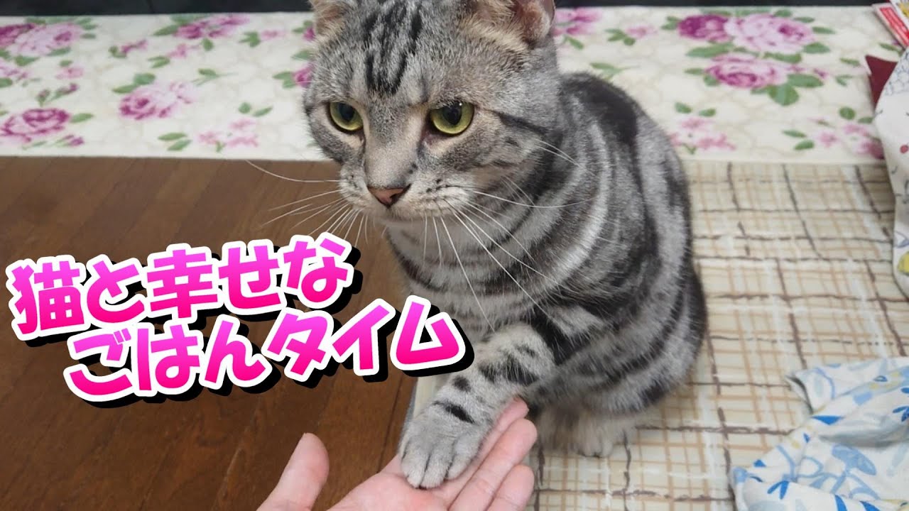 ３歳のソラと楽しいごはんタイム（アメリカンショートヘア）