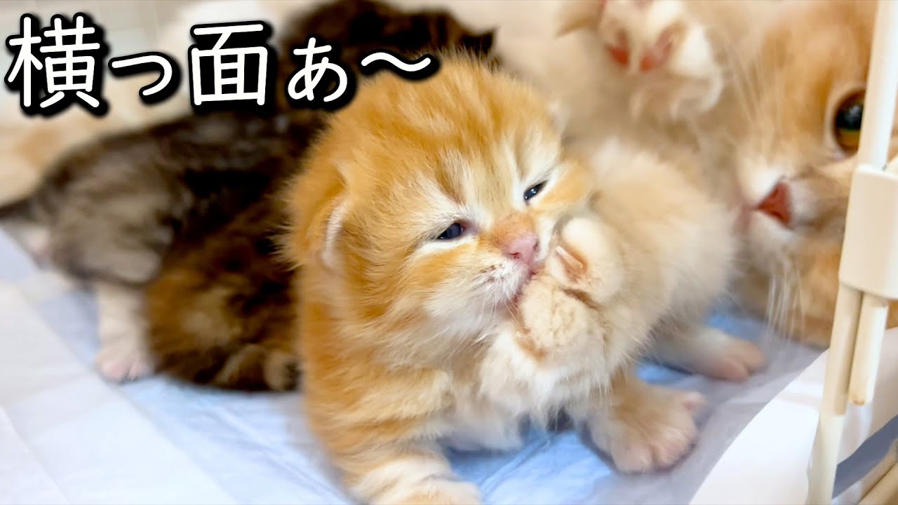 【ミヌエットの子猫】横っ面をフミフミというかポカポカな件 ∼猫のいる生活Vol.712~ 出産動画 マンチカン短足・ミヌエット・ペルシャ猫専門ブリーダー『ペット蔵人』【子猫の成長記録】