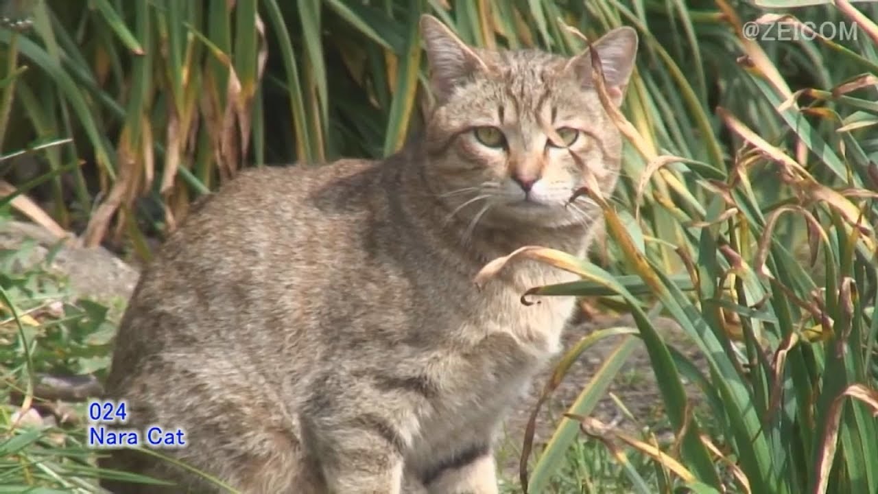 Japan Cat Trip, Nara-Day 4(2) / 日本猫旅,奈良-4日目(2)