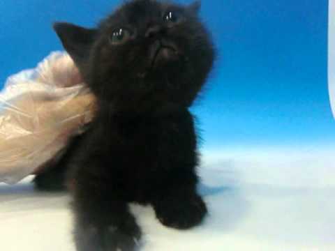 ﾜﾝﾗﾌﾞ恋ヶ窪店_ﾎﾞﾝﾍﾞｲ_ﾍﾟｯﾄｼｮｯﾌﾟ_21381.mpg