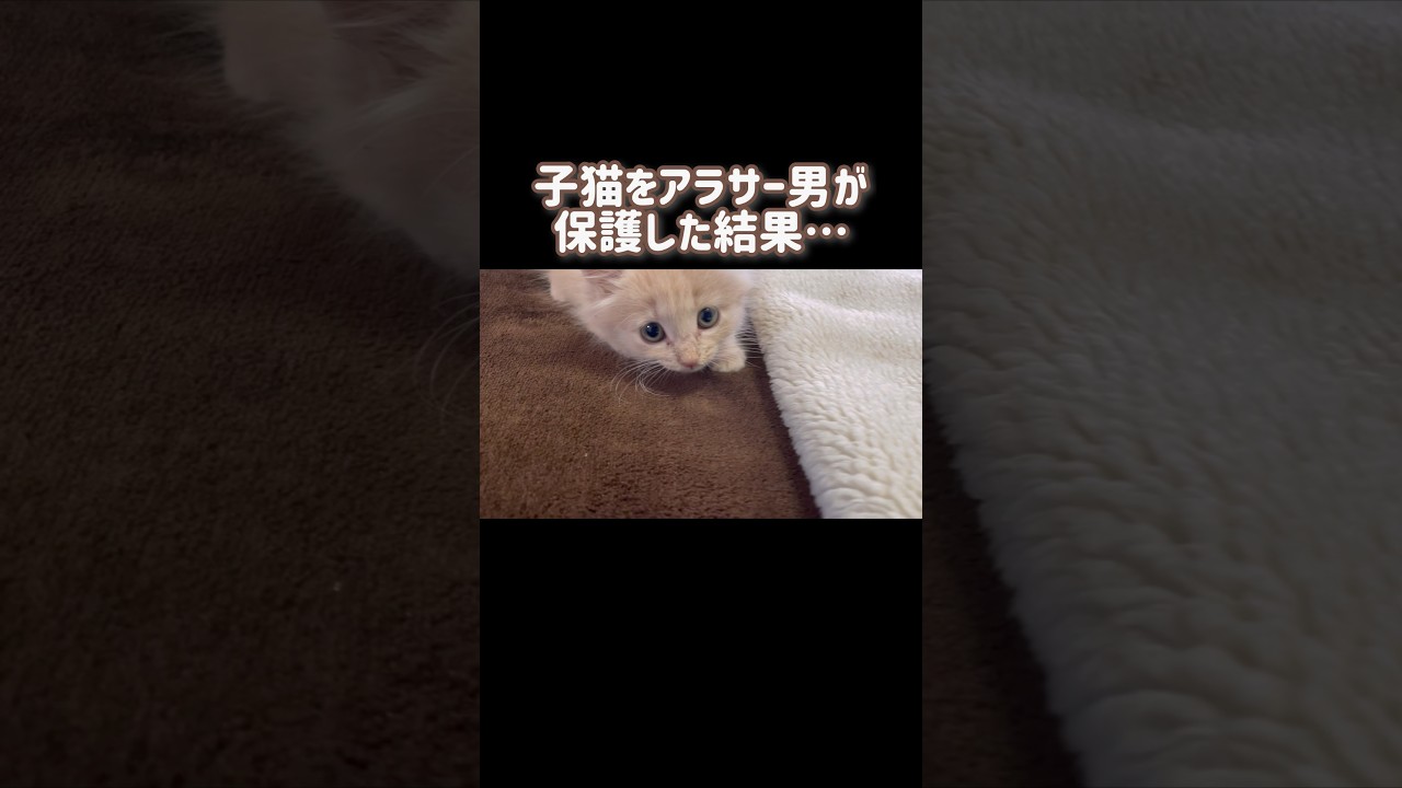 【絶望】アラサー男が子猫を保護した結果… #成長日記