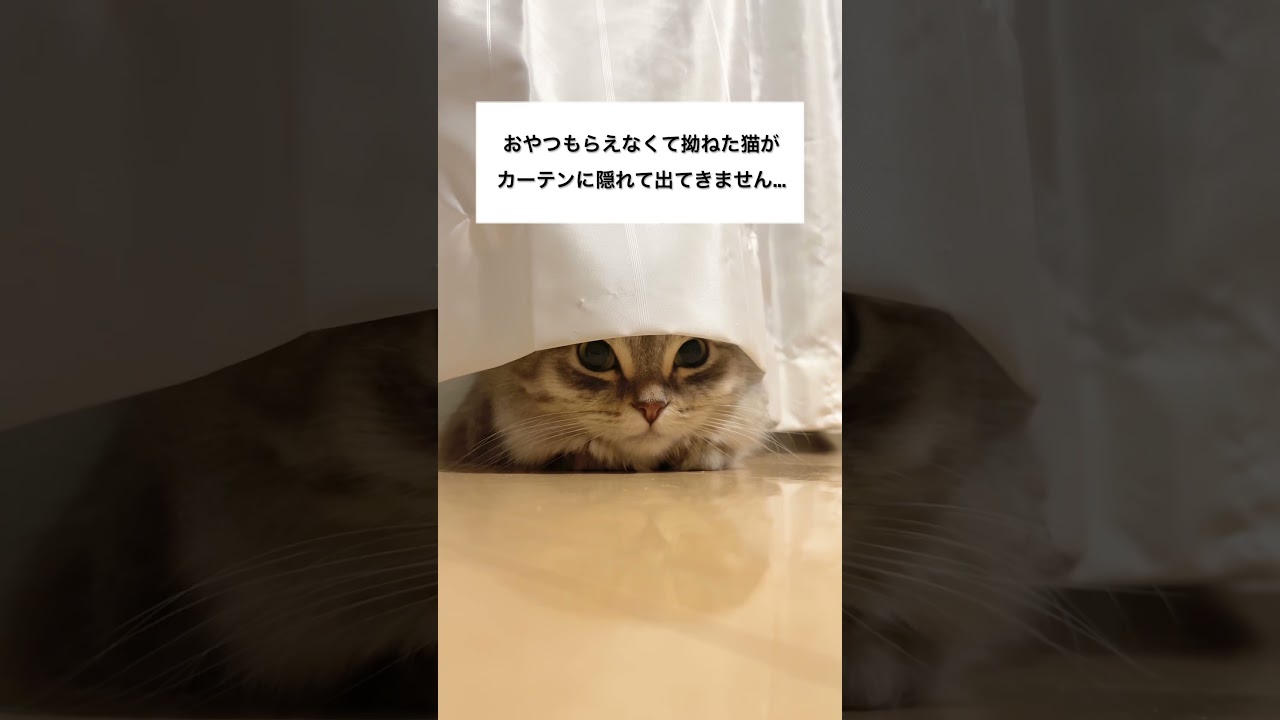 拗ね方がかわいいマンチカンがこちらです… #shorts #マンチカン