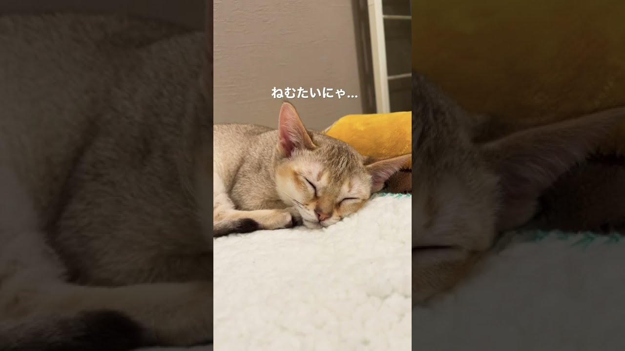 [シンガプーラ] ねむたいにゃ...😪😴