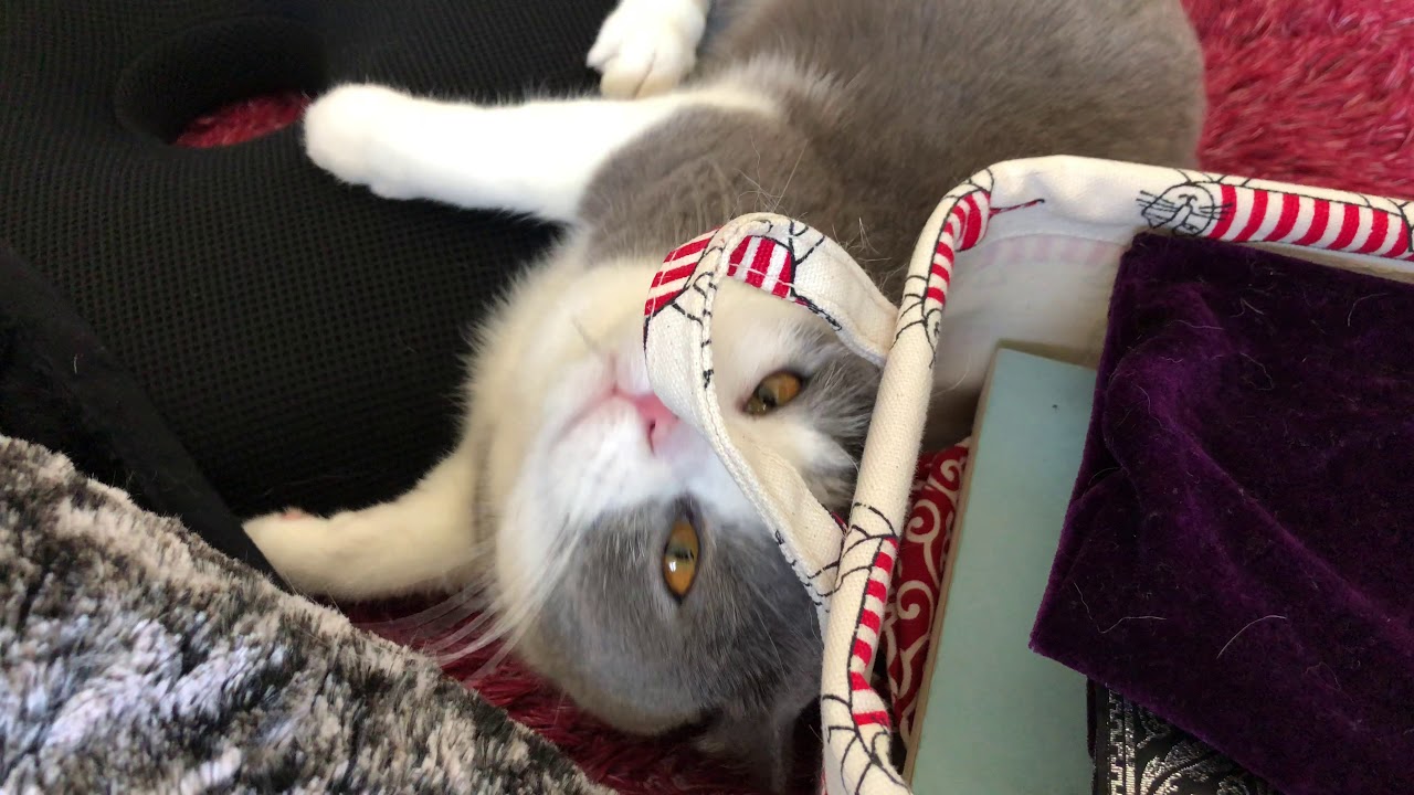 2018/01/19　セルカークレックスの梅子vol.295