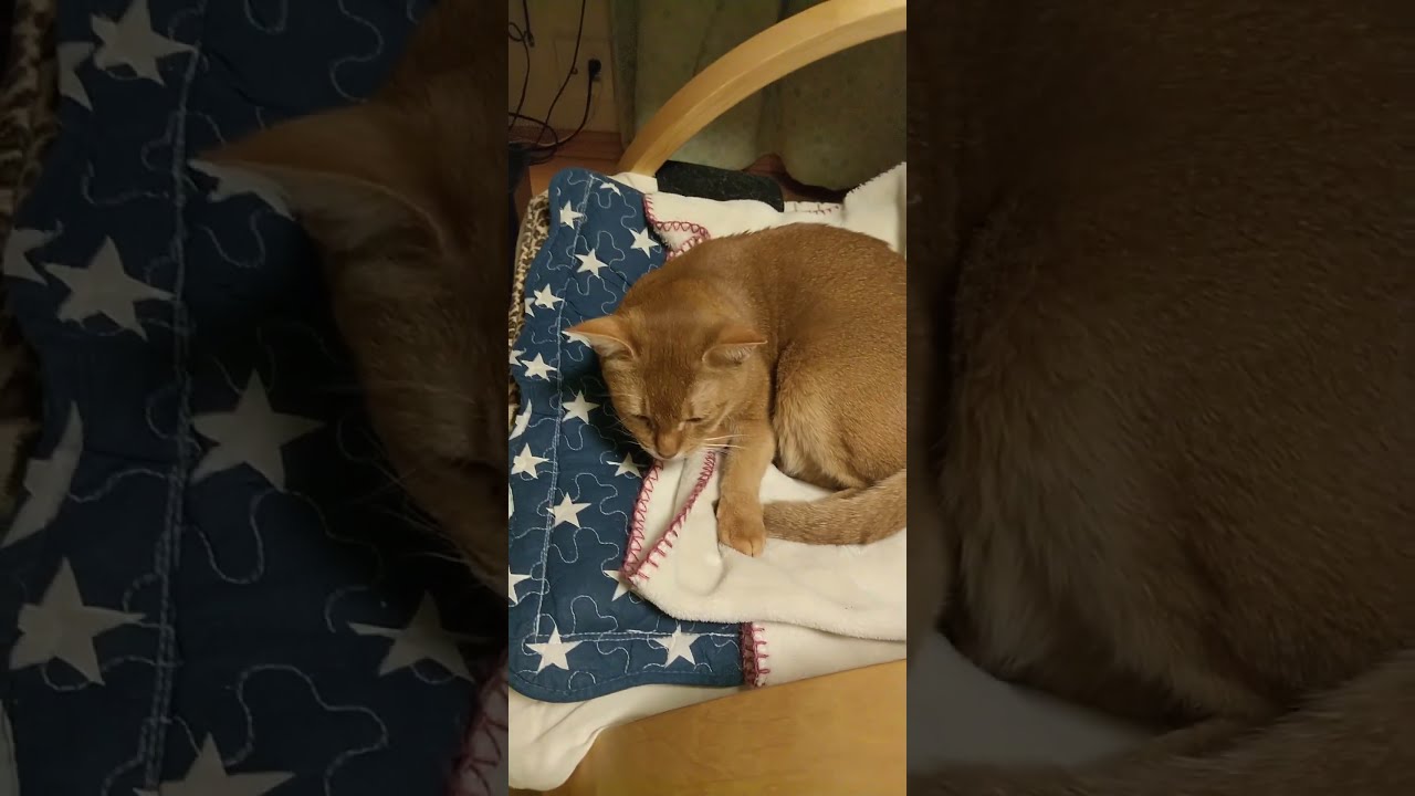 アビ猫ミミちゃん　昼寝中　眠り猫、アビシニアン、
