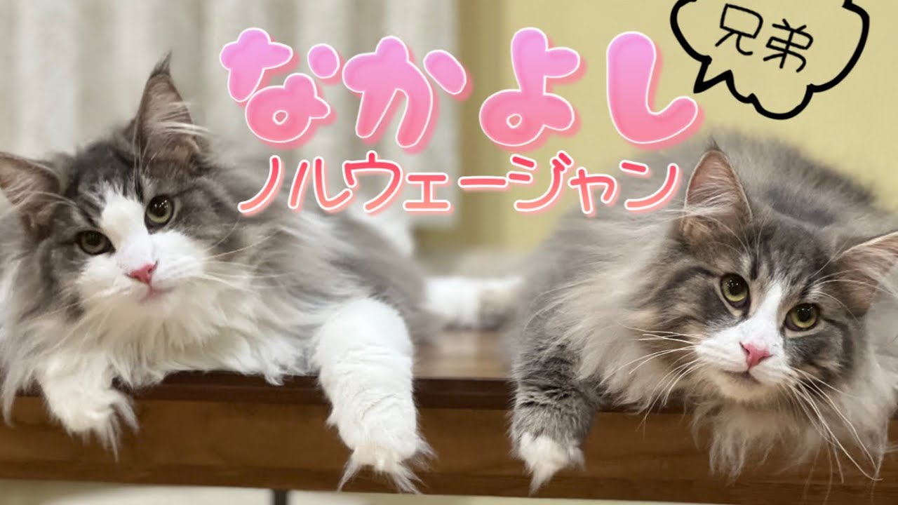 【兄弟】仲良しノルウェージャンフォレストキャットの日常❤︎