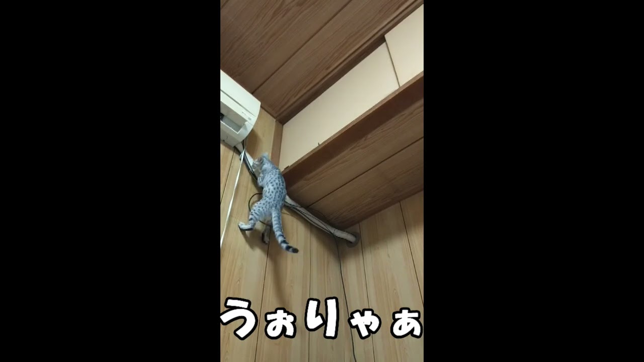 【エジプシャンマウはる】　魅惑の灰色ねずみのしっぽ （猫動画）