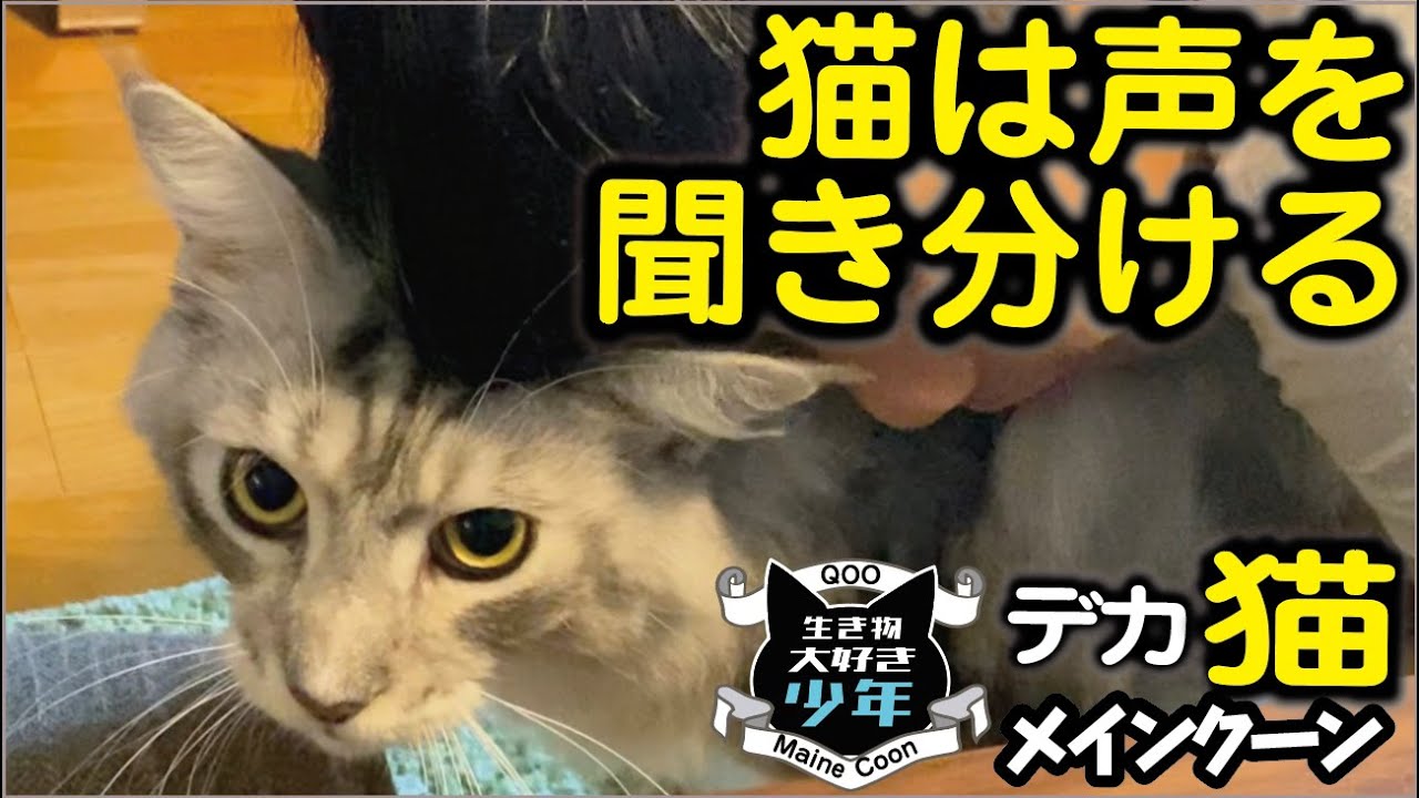【メインクーン】エサを催促する大型猫の鳴き声／猫は声を聞き分ける？／アカガエル／ミヤコボラ