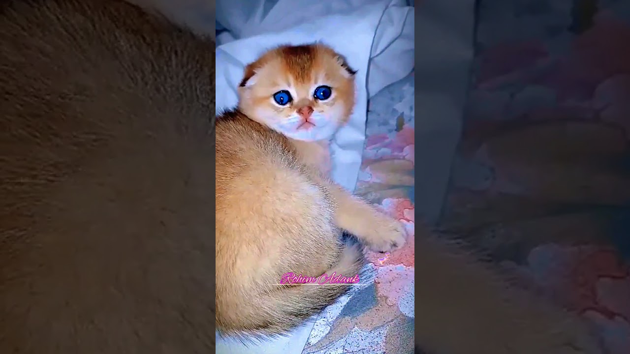 sad 🤍 [][] #shorts #кот #კატა #고양이 #ねこ #neko #子猫 #catvideos #kedi #ਬਿੱਲੀ #قطط #แมว #ニャー #猫