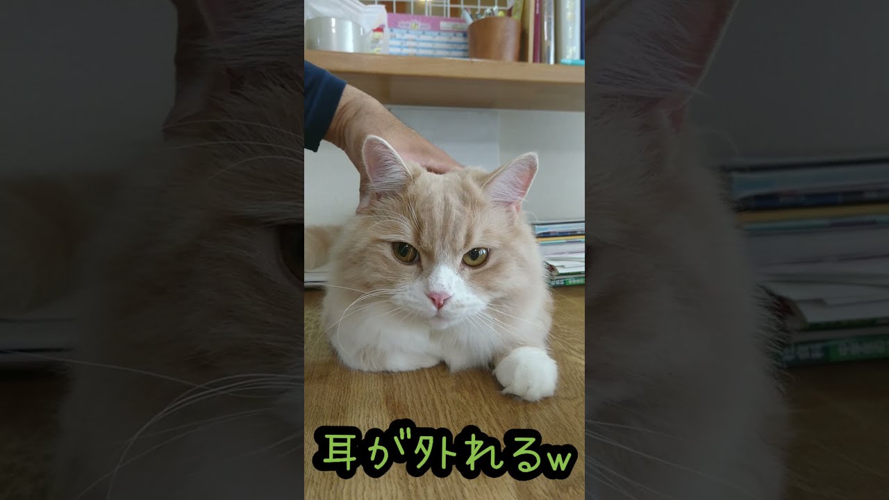 うさみみスコティッシュフォールド