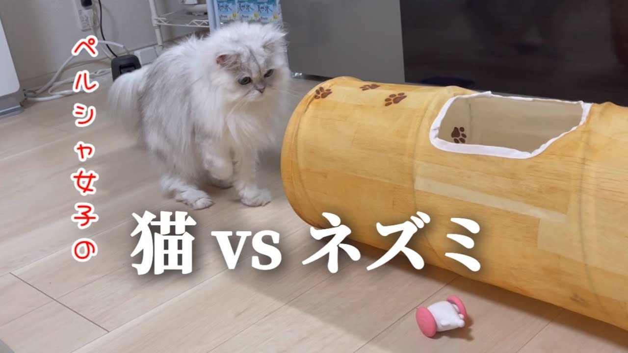 ペルシャ女子の『猫』vs『ネズミ』【猫動画】