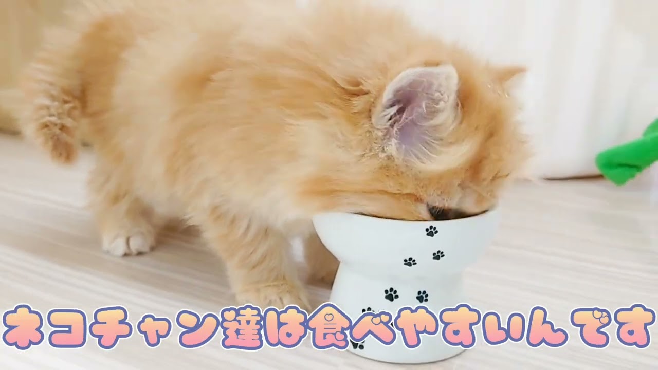 【ラガマフィン】もぐもぐタイム