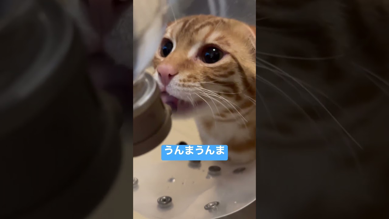 お水はたくさん飲む派です🐈 #キンカロー #子猫 #cat #猫 #猫のいる暮らし #catlover #고양이 #catlovers #catvideos #catvideo