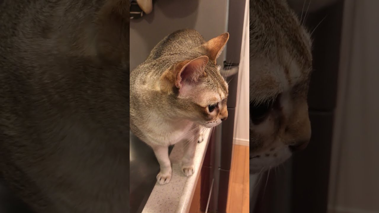 流しで遊ぶより、たぬき猫をペロペロしたいシンガプーラなのにゃ♪