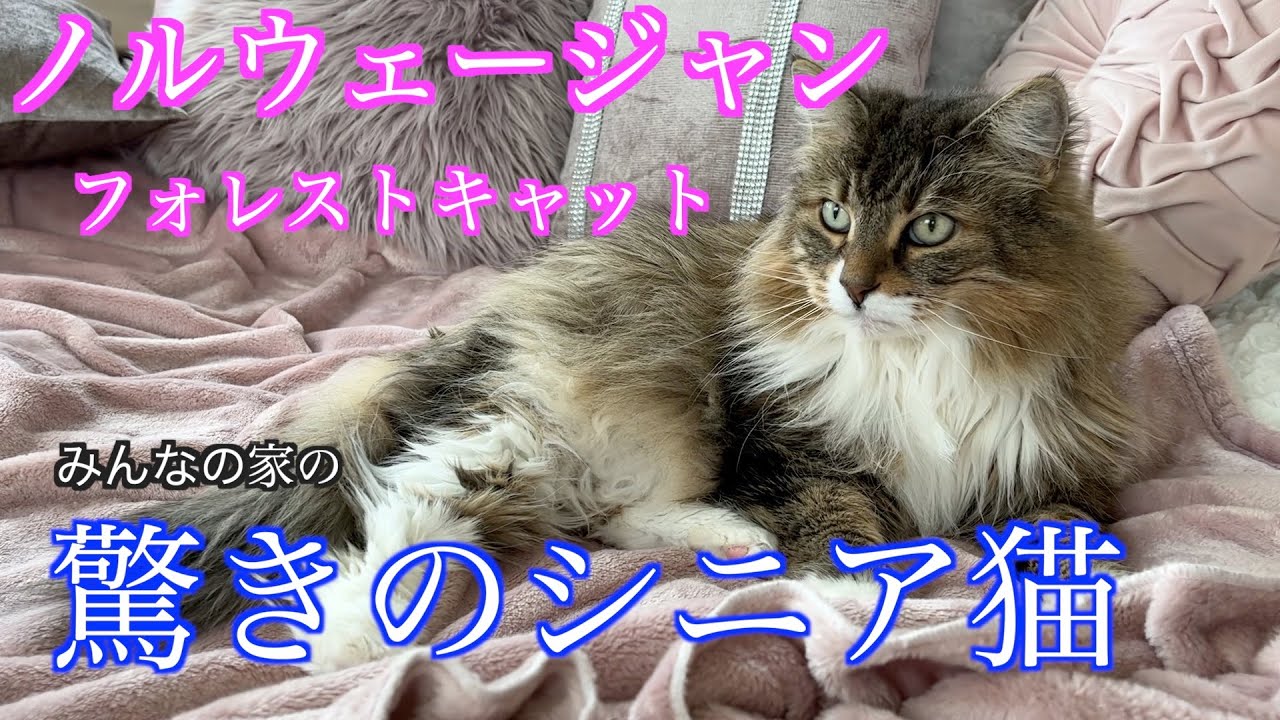 驚きのノルウェージャンシニア猫生活は最強だった！みんなの家のノルウェージャンフォレストキャット