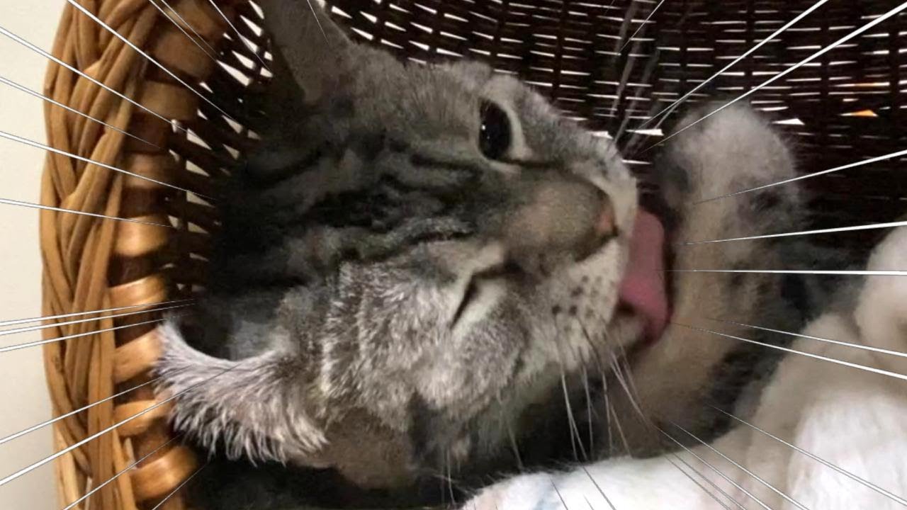 自力でアメリカンカールになるアメリカンショートヘア