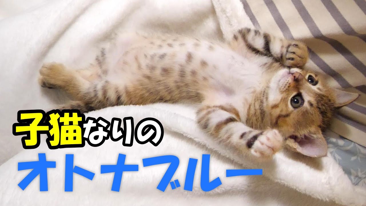 【ラスト１５秒で】子猫なりにオトナブルーを踊ってみようとすると、ママにコチョコチョで邪魔される？【赤ちゃん猫　保護猫】