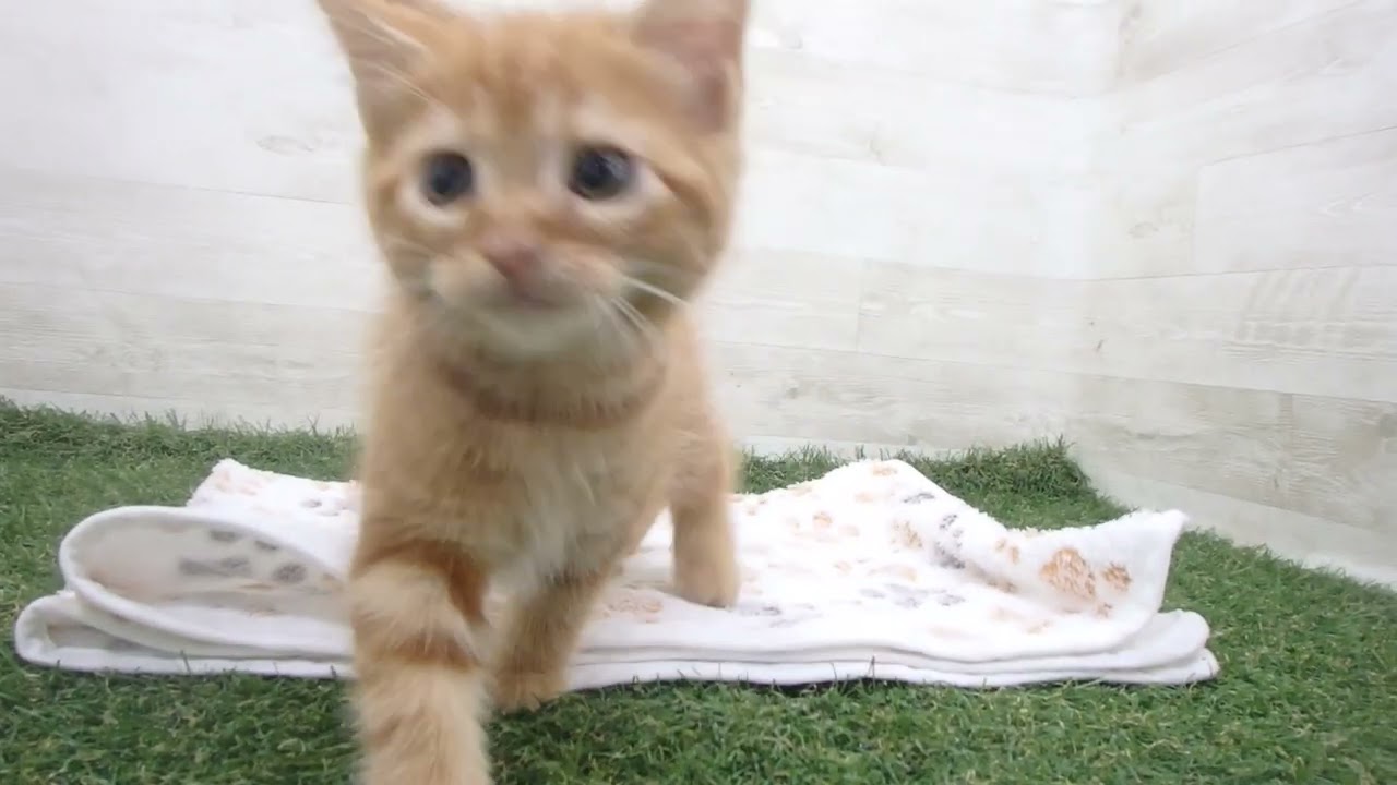 Coo&RIKU　No00631459 アメリカンショートヘアー