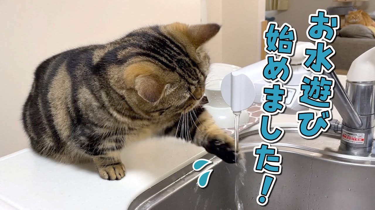 久しぶりの水遊びが楽しくて夢中になる猫が可愛すぎる！