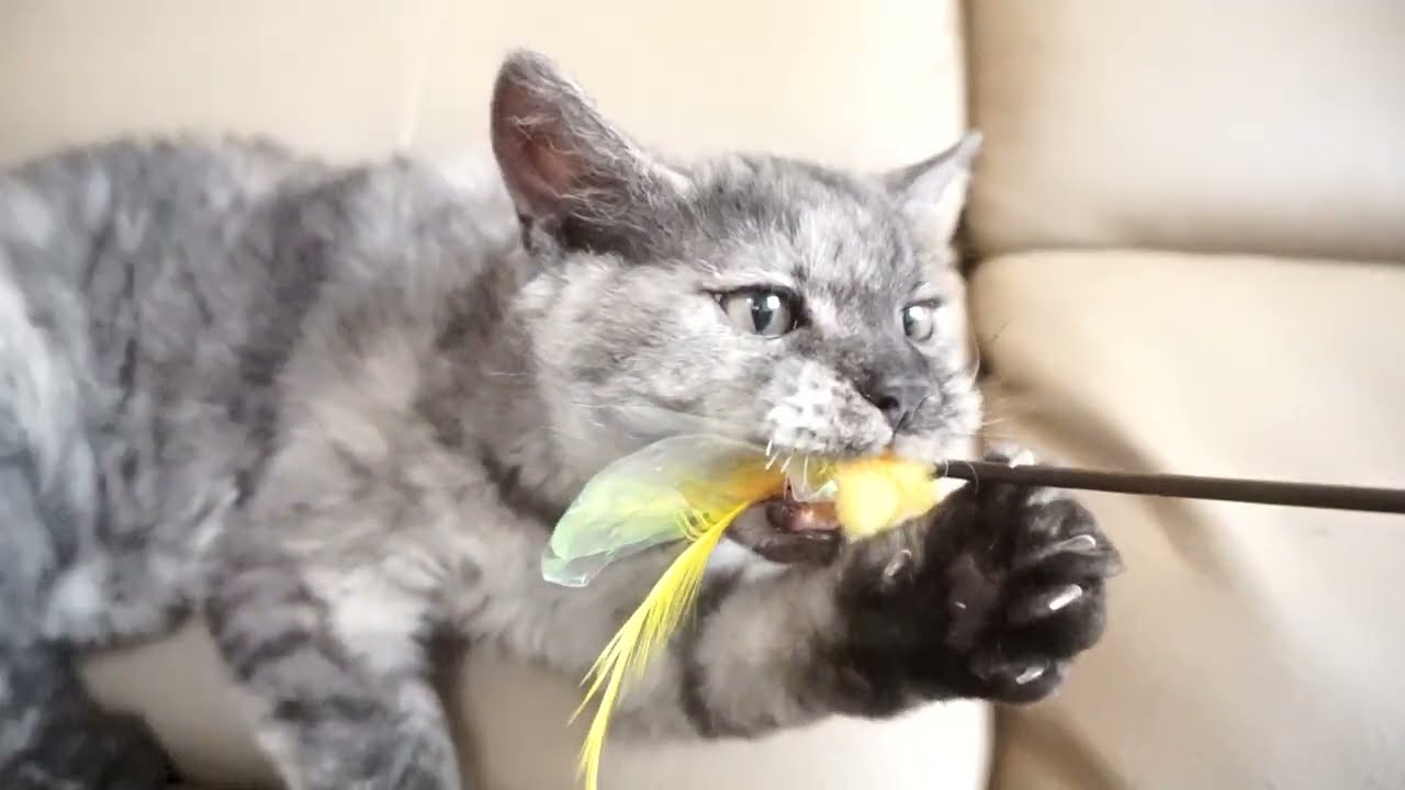 セルカークレックス子猫　2023.1.5産まれ 　クリーム　女の子　シーダキャット猫のお店　Selkirk Rex