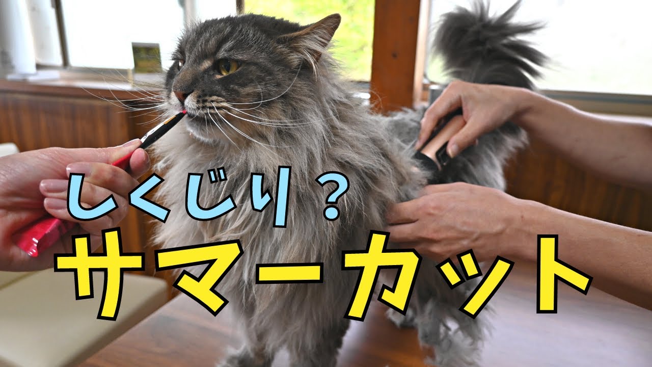 初めてのサマーカット✂の途中経過がヤバい😂【サイベリアン・多頭飼い】