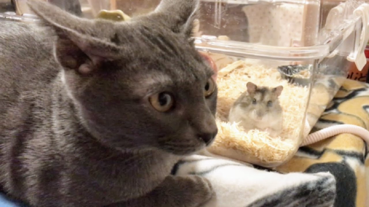 Cat likes going to bed with Hamster | Lucky Korat Cat