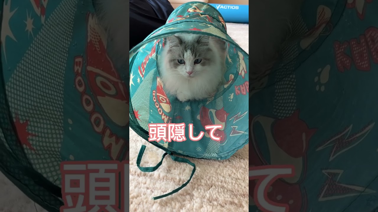 頭隠して尻隠さずな猫#ラグドール #猫 #shorts