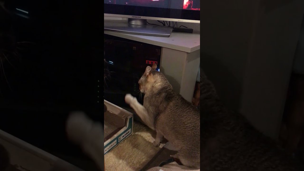 ペシペシがうがうバトルするシンガプーラとたぬき猫なのにゃ♪